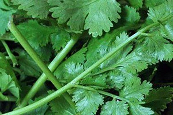 Cilantro