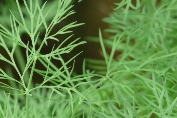 dill-8104