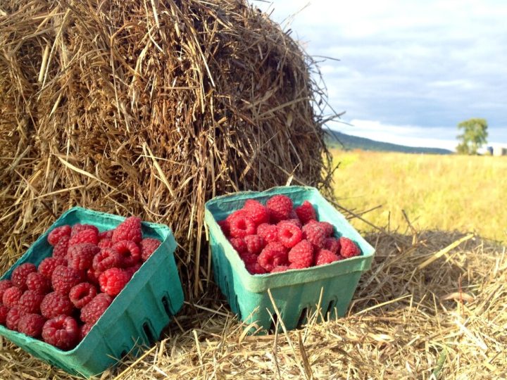 raspberries